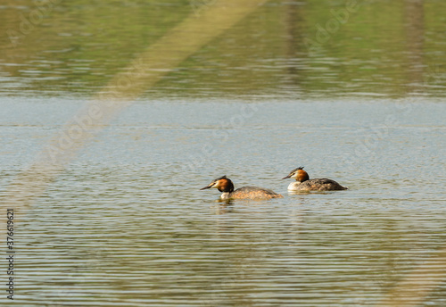 great crested grebe (Podiceps cristatus) pair on a lake
