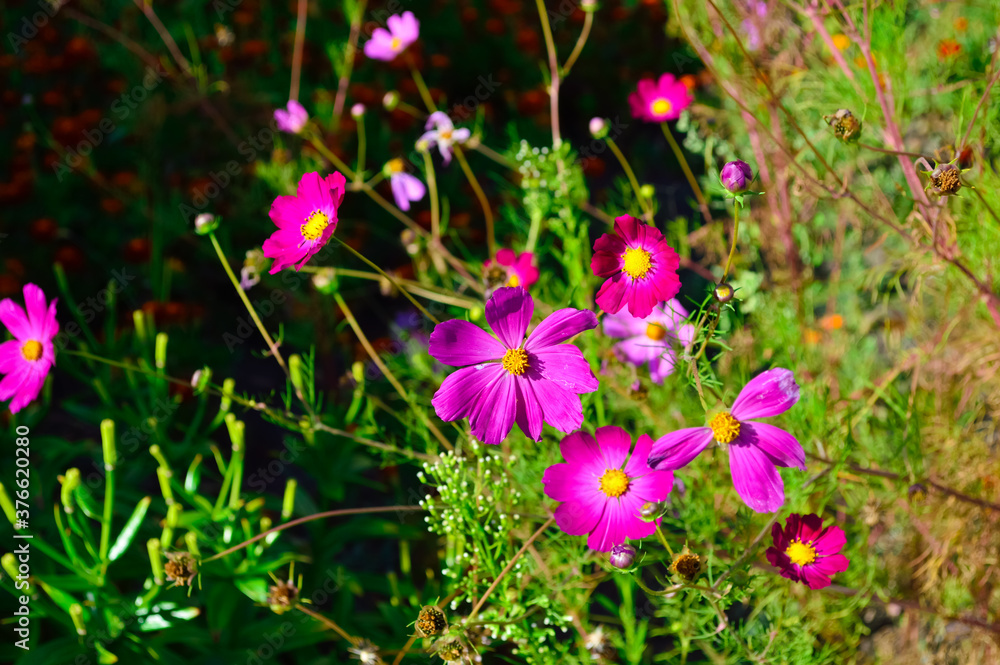 beautiful fragile pink bush flowers grow in the garden beautiful fragile pink bush flowers grow in the garden