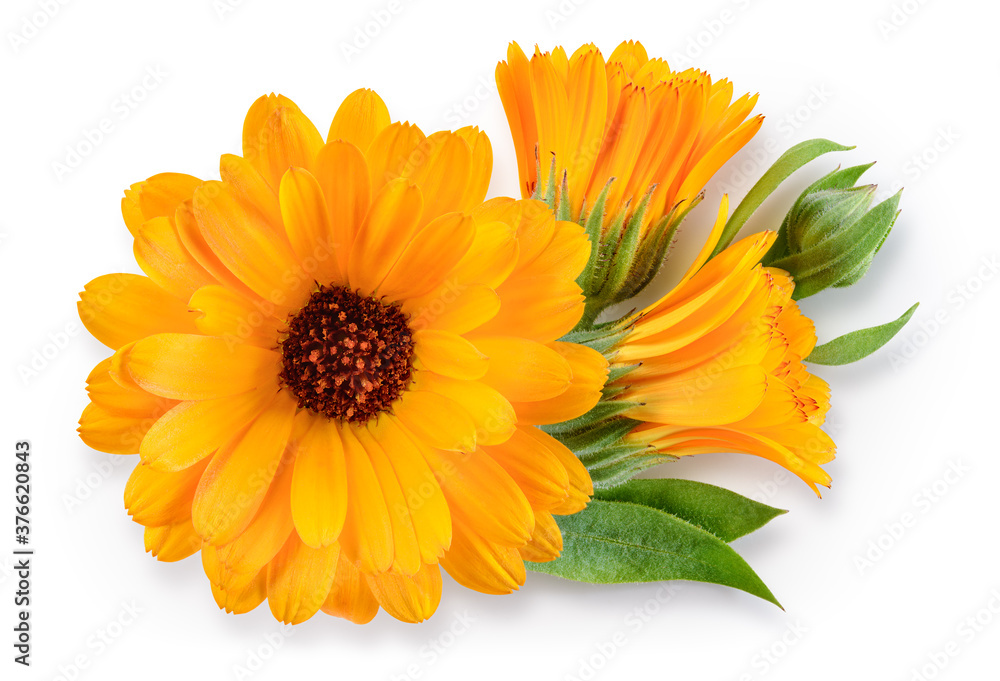 Calendula. Calendula flower with leaves isolated. Marigold top view on white. Calendula with clipping path. Calendula. Calendula flower with leaves isolated. Marigold top view on white. Calendula with clipping path.