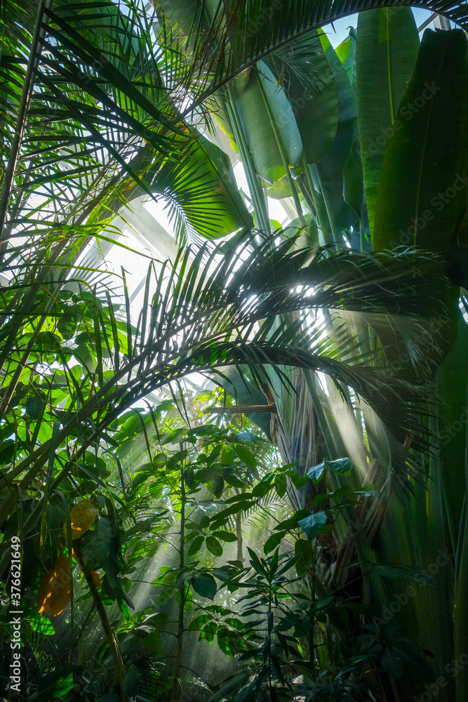 Jungle rainforest background - obrazy, fototapety, plakaty 