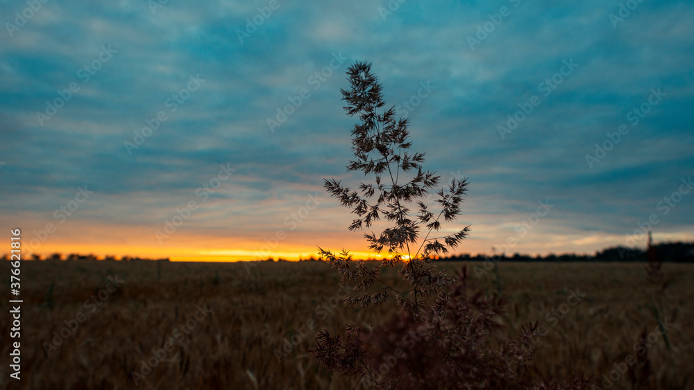 Summer sunset in the field. The sky shines with a beautiful golden color. The field grass in the foreground. Natural landscape. 