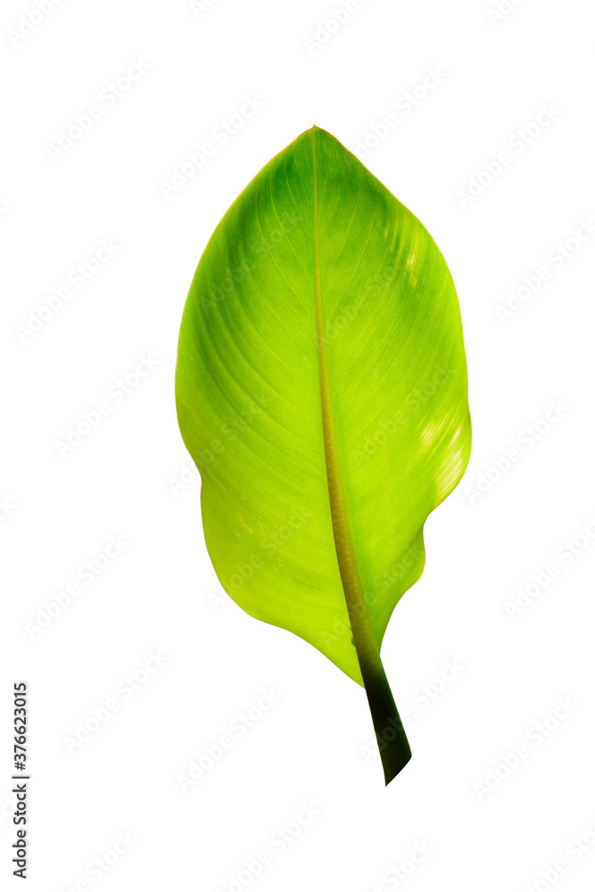 Fototapeta premium Tree Banana Leaf Isolated On White / clipping path
