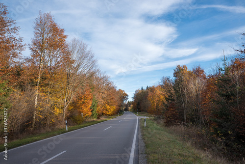 country road through autumnal forest