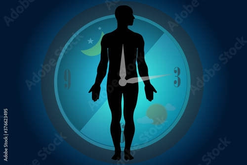 The circadian rhythms are controlled by circadian clocks or biological clock these clocks tell our brain when to sleep, tell our gut when to digest and control our activity in several day.