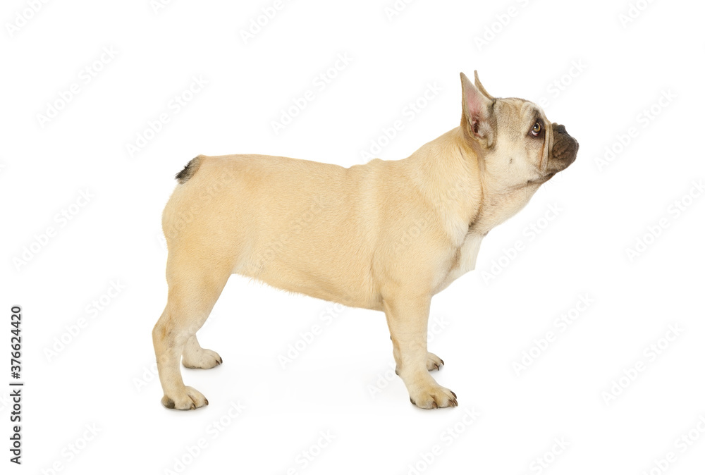 Cute six month old French bulldog puppy standing against a white background
