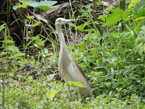 An Indian Egret into the grass.