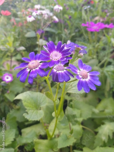 Blue flower ( daisy) © saurabheditz