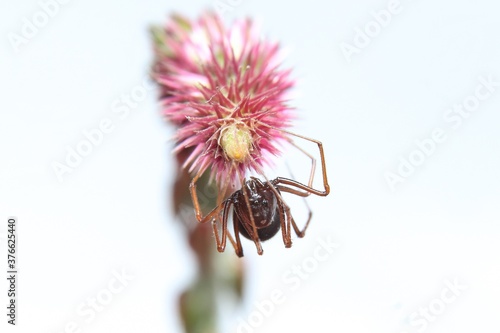 Brown Spitting Spider on a flower photo