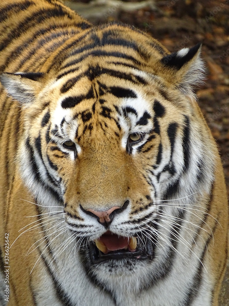 tigre, chat, animal, faune, felidae, sauvage, bande, prédateur, mammifère, nature, jardin zoologique, tête, grand, sibérien, carnassiers, safari, fourrure, bengale, tigre, visage, rayes, yeux, panther tigre, chat, animal, faune, felidae, sauvage, bande, prédateur, mammifère, nature, jardin zoologique, tête, grand, sibérien, carnassiers, safari, fourrure, bengale, tigre, visage, rayes, yeux, panther
