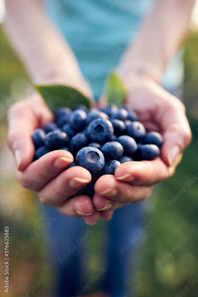 Modern woman working and picking blueberries on a organic farm - woman power business concept. Modern woman working and picking blueberries on a organic farm - woman power business concept.