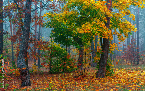The forest is decorated with autumn colors. Mist covered the trees.