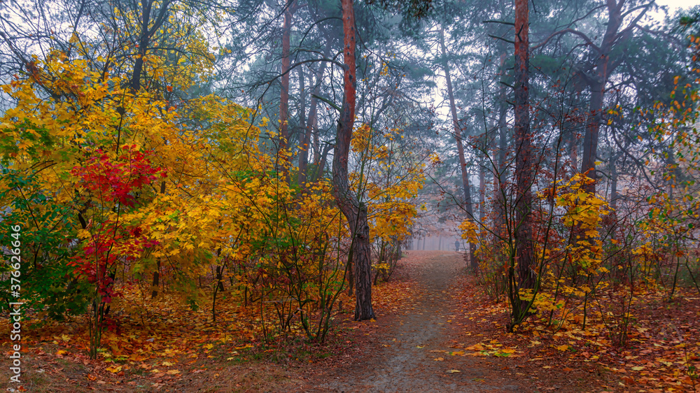 Obraz premium The forest is decorated with autumn colors. Mist covered the trees.
