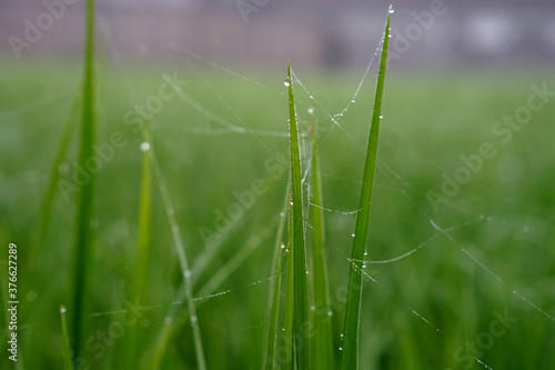 Water droplets in green rice fields