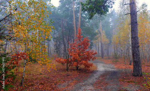The forest is decorated with autumn colors. Mist covered the trees.