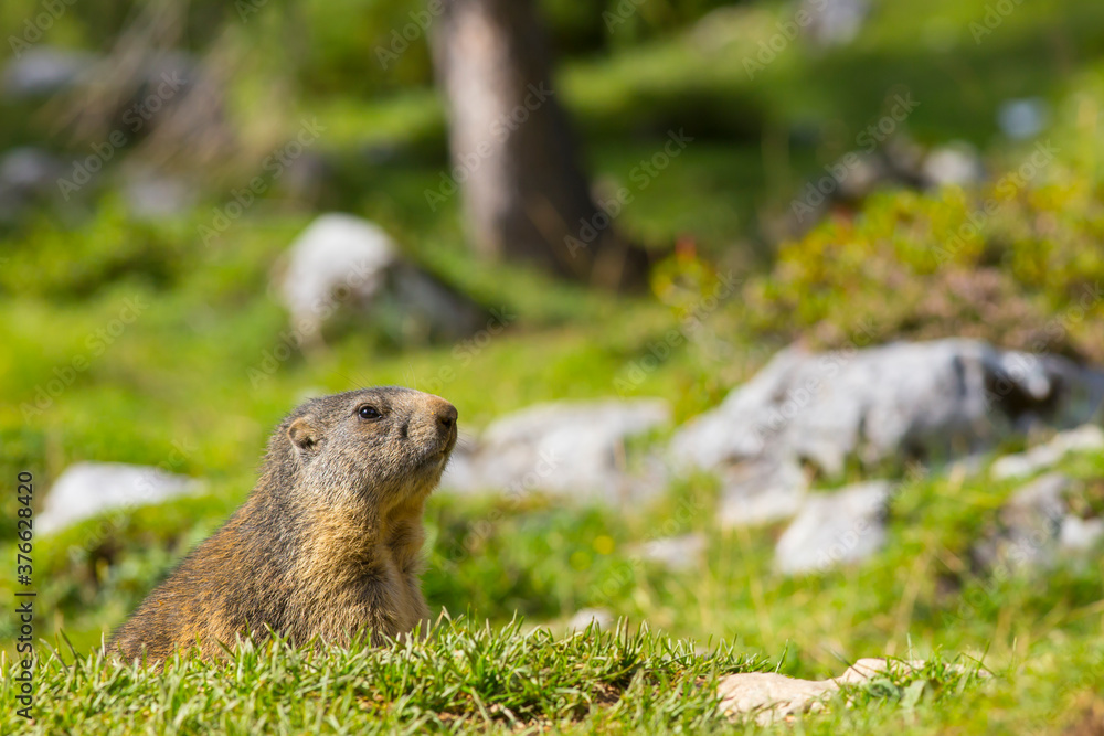 Murmeltier sitzt zwischen Felsbrocken im Gras Murmeltier sitzt zwischen Felsbrocken im Gras