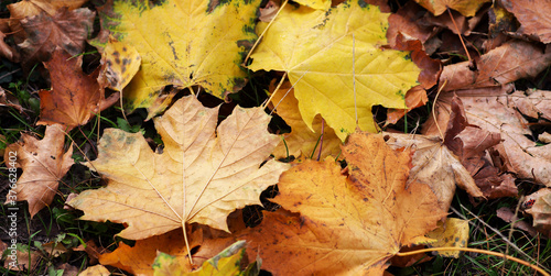 Yellow maple leaf on the ground in autumn sunlight