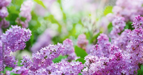 Blossom lilac flowers in spring. © photolink