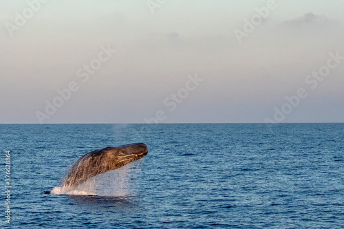 Sperm Whale incredible jump breaching at sunset photo