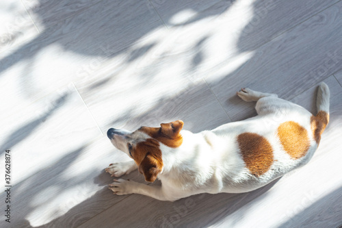 Dog Jack Russell lies on a white floor, basking in sun, top view. Play of light and shadow. Minimalism concept. photo