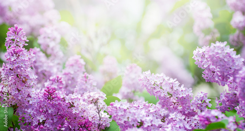 Blossom lilac flowers in spring.