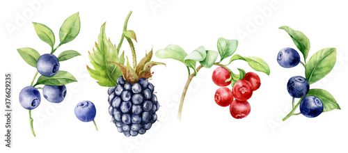 Watercolor illustration. Set of berries. Blueberries  blackberries and cranberries on a white background.