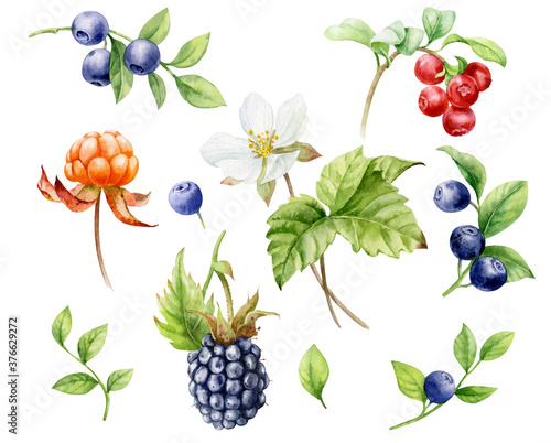 Watercolor illustration. Set of berries. Blueberries, blackberries, cloudberries with leaves and flowers, cranberries on a white background.