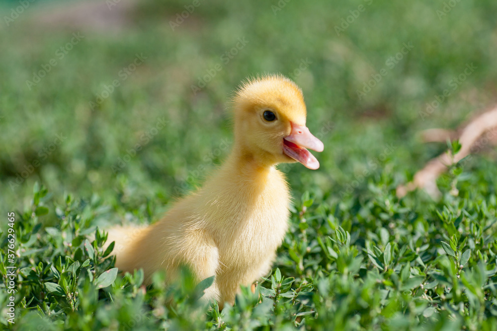 small duck who discovers life small duck who discovers life