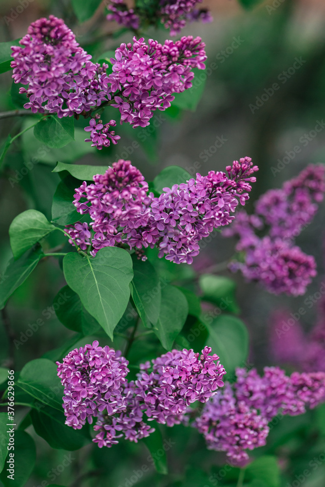 Branch of blossoming lilac in a spring garden. Branch of blossoming lilac in a spring garden.