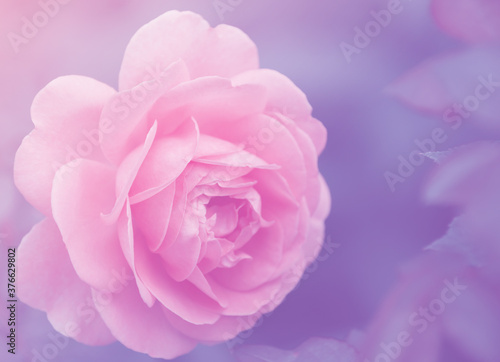 Pink roses on the bush, macro, rose garden © photolink