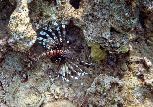Lion fish or Turkey fish   its scientific name is Pterois miles  belongs to the family Scorpaenidae. The fish has fins as spines which are extremely venomous.