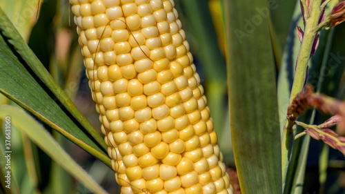Closeup corn on the stalk in the corn field