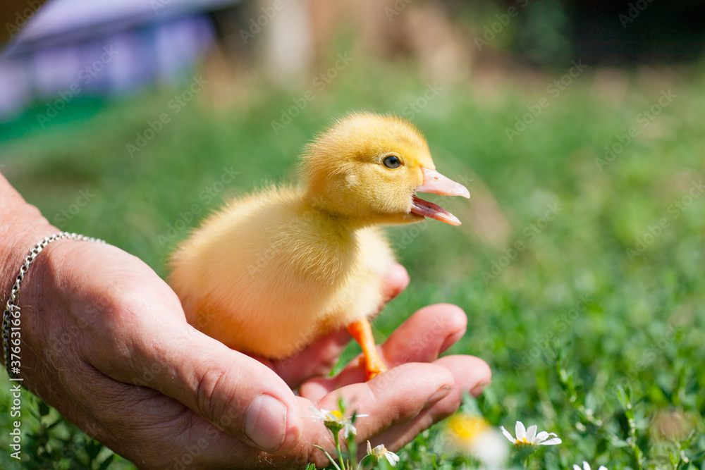 hands of afarmer holding a duckling in the garden hands of afarmer holding a duckling in the garden