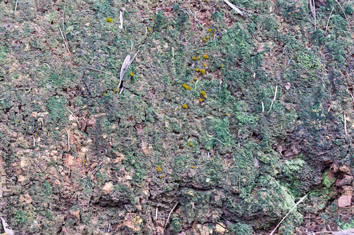 Soil, mosses, and plants on the surface of the tropical.
