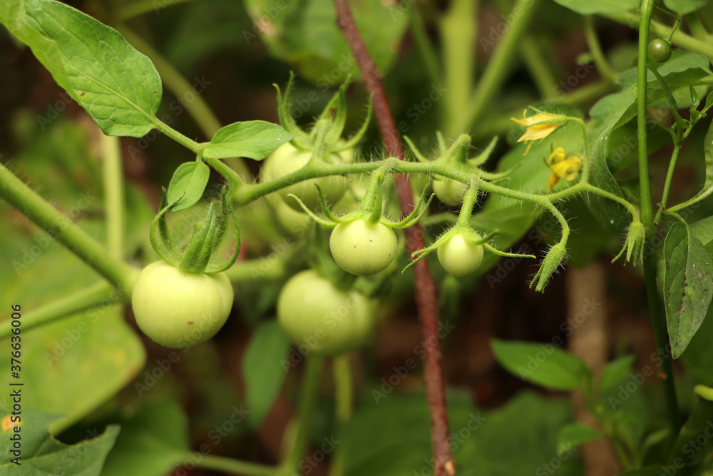 Unripe green tomatoes growing on the garden bed. Tomatoes in the greenhouse with the green fruits. The green tomatoes on a branch Unripe green tomatoes growing on the garden bed. Tomatoes in the greenhouse with the green fruits. The green tomatoes on a branch