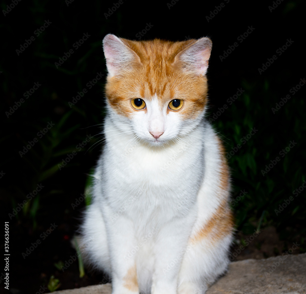 Portrait of a white-red cat on a dark background close-up