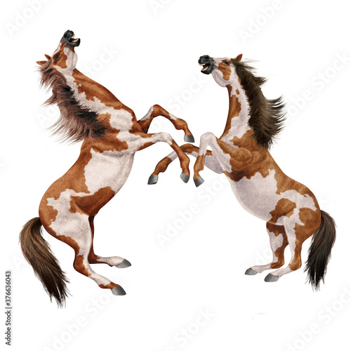 cheval indien  tachet    marron   animal  isol    combat      talon  debout  noir  galop  poney  arabe  mammif  re  amoureux des chevaux  course  courir  chevalin  sauvage  ferme  jument  brun  nature  cr