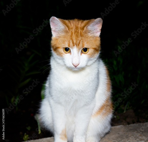 Portrait of a white-red cat on a dark background close-up