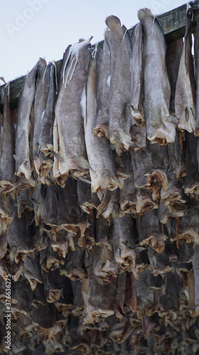 Dried Fish hanging up on wooden racks in Henningsvaer Stockfish industry on the Lofoten Island, Norway.