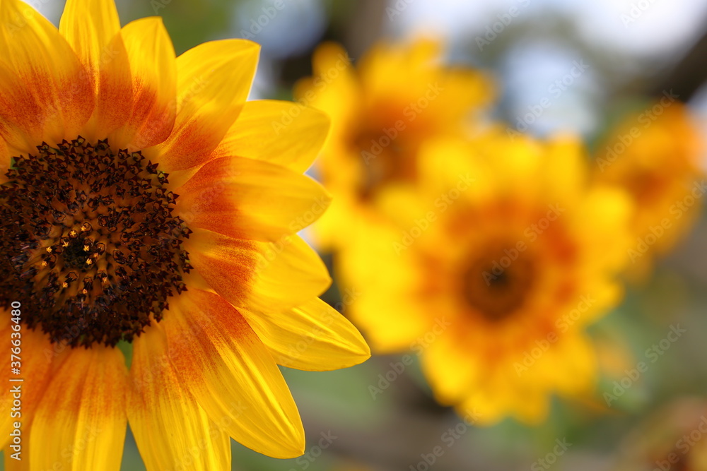 Obraz premium Sonnenblumen