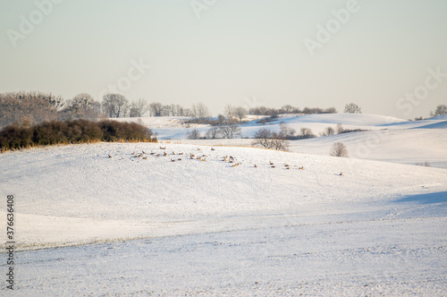 Fototapeta Naklejka Na Ścianę i Meble -  Sarny stado na leśnej polanie w zimowej scenerii