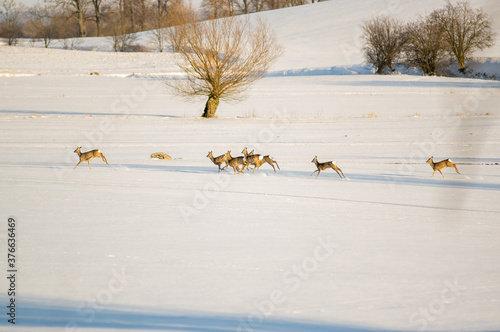Fototapeta Naklejka Na Ścianę i Meble -  Stado gromada sarny biegnące przez polane w zimowej scenerii