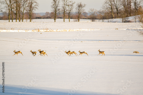 Fototapeta Naklejka Na Ścianę i Meble -  Stado gromada sarny biegnące przez polane w zimowej scenerii