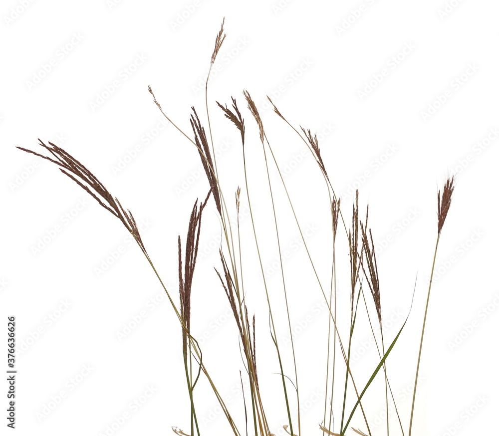 Fototapeta premium Green field grass isolated on white background with clipping path