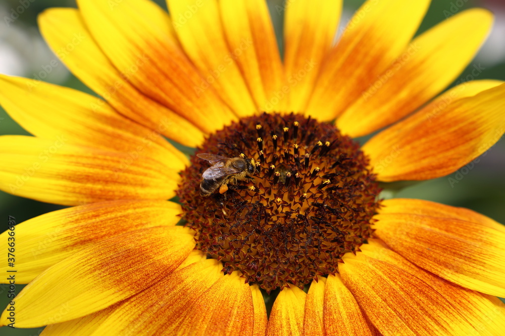 Biene auf einer Sonnenblume Biene auf einer Sonnenblume