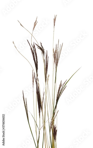 Green field grass isolated on white background with clipping path