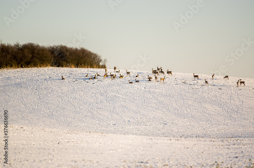 Fototapeta Naklejka Na Ścianę i Meble -  Sarny stado na leśnej polanie w zimowej scenerii