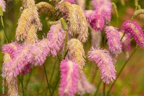 Sanguisorba (Wiesenknopf) im Staudenbeet photo