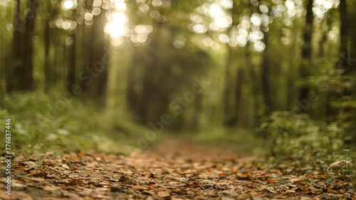 Sunrays break through the trees and illuminate the path covered with fallen leaves in the autumn forest. Selective focus