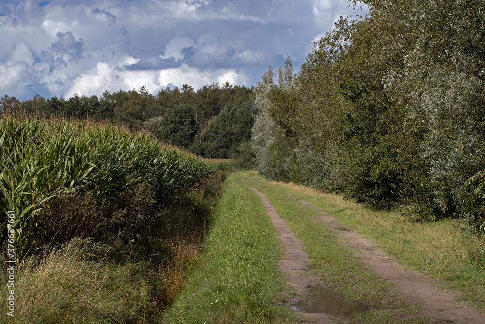 Dirtroad. Countryside. Holtingerzand. Havelte. Drenthe. Netherlands. Maize field.