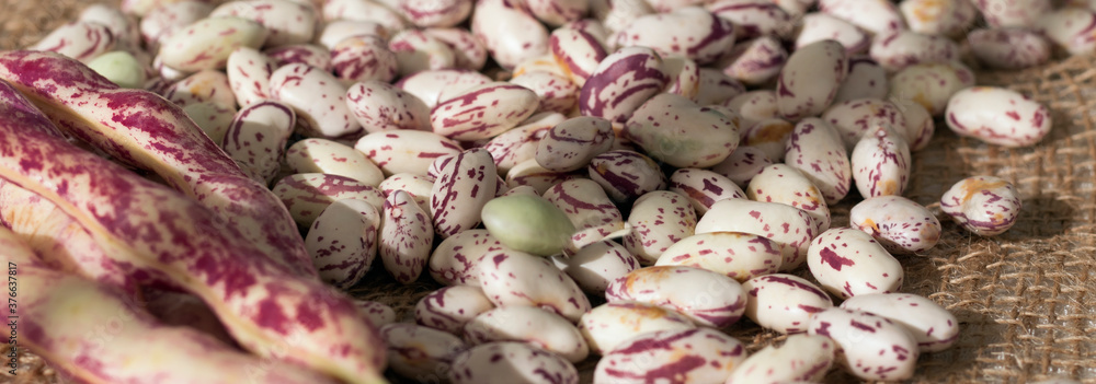Beans on jute background, fresh raw cranberry beans, healthy nutrition concept, banner size Beans on jute background, fresh raw cranberry beans, healthy nutrition concept, banner size